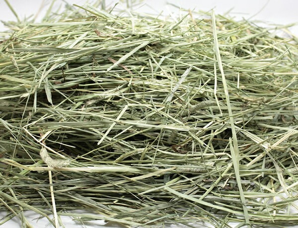 牧草市場 カナダ産プレミアムチモシー 1番刈り 20kg袋入【sg】 | 牧草