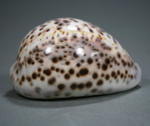 ハワイホシダカラ | ワールドシェルズ日記 - 楽天ブログ