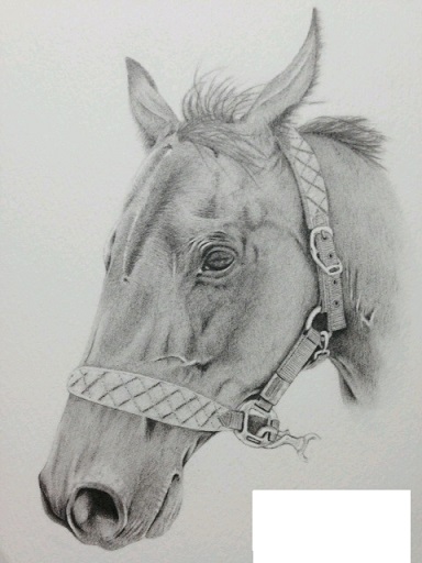 鉛筆画 馬の絵 鉛筆画 馬の絵 鉛筆画 馬の絵 - メルカリ