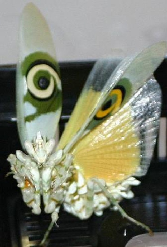 アフリカメダマカマキリ ペア 立体標本 アフリカメダマカマキリ ペア