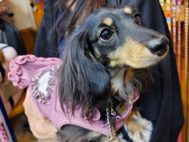 蛍光ピンクメッシュのタンクトップ小さめSサイズイタグレ服犬服