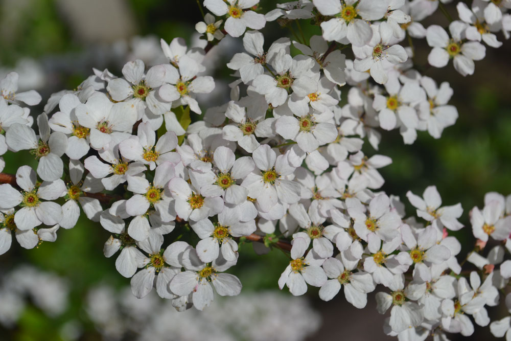 石 こごめざくら 【公式通販】