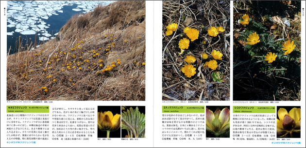 増補改訂新版 日本の野草 | 山と溪谷社