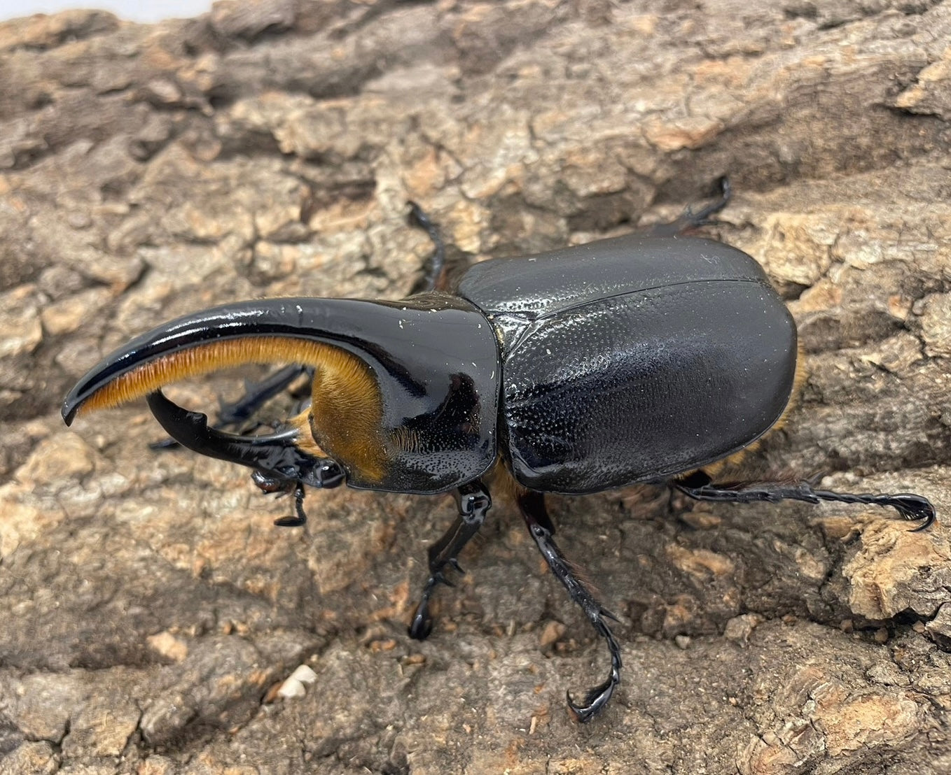 サタンオオカブト！大型！標本！