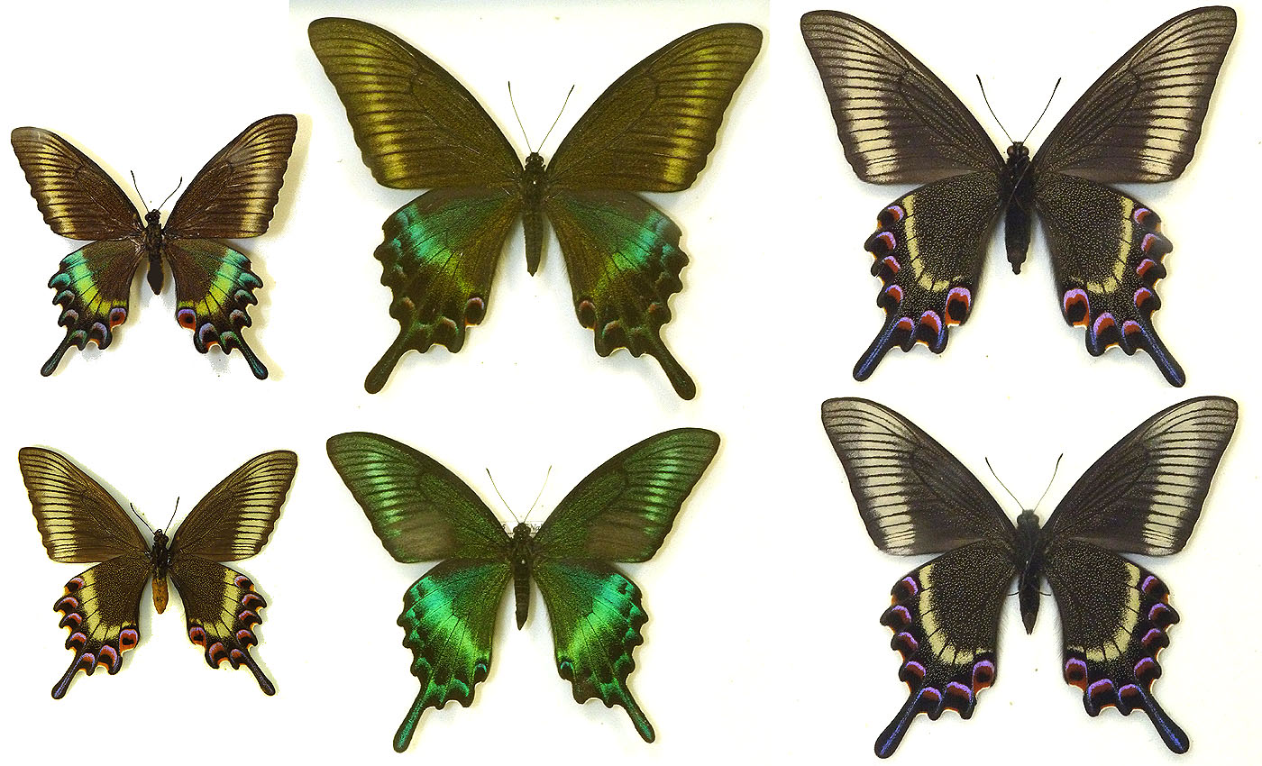 蝶標本 ミヤマカラスアゲハ(春型夏型 ♂️♀53頭)大型ドイツ標本箱二