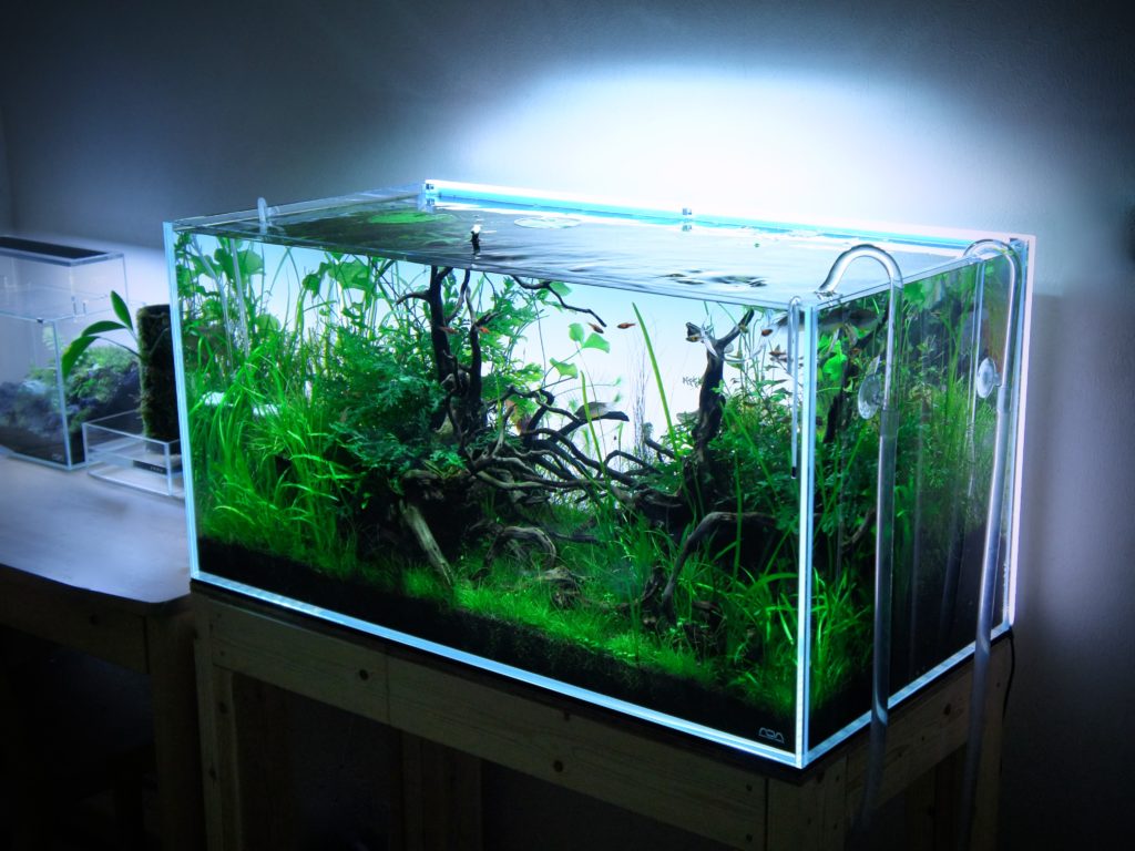 節約 ADA キューブガーデン 60×30×25cm ADA キューブガーデン 60×30×25cm