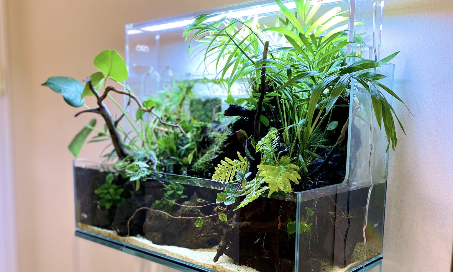 DOOA ネオグラス テラ H36 侘び草ウォール60 長期レビュー! - The