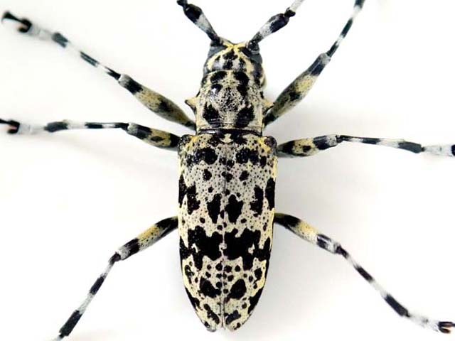 昆虫標本 完全雌雄型 ヒゲナガゴマフカミキリ】