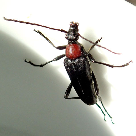 カミキリムシ（日本産カミキリ970種写真公開）