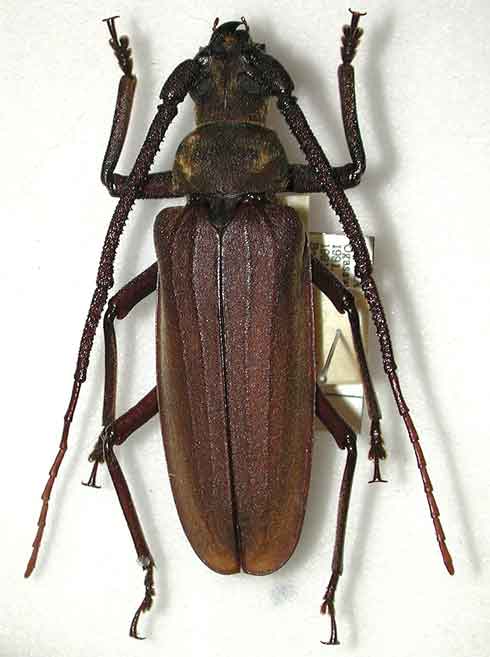 外国産カミキリ標本】ウスバカミキリ♀/南インド産/92mm 外国産