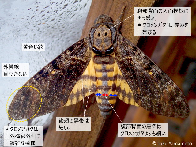 クロメンガタスズメ（国産） 【公式通販】