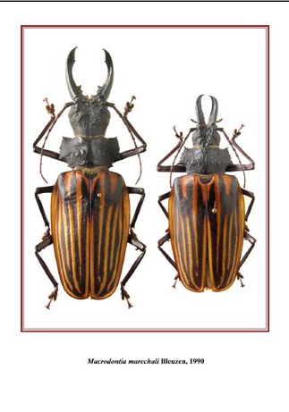 甲虫標本 カミキリムシ、オサムシほか66頭。大型ドイツ標本箱入り 甲虫