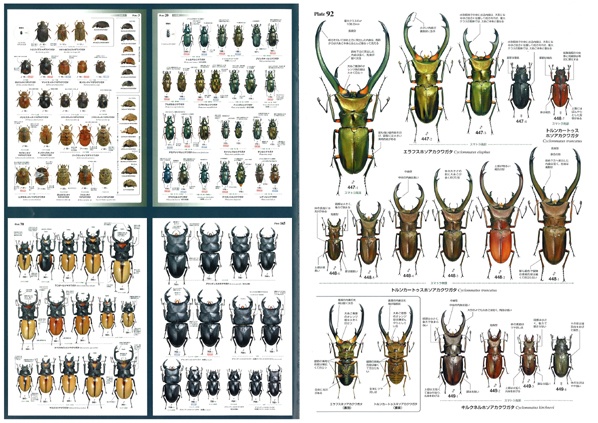 月刊むし 昆虫大図鑑シリーズ6 世界のクワガタムシ大図鑑