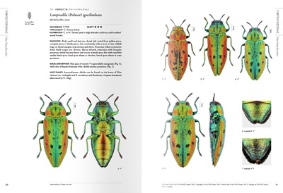 Jewel Beetles of Taiwan