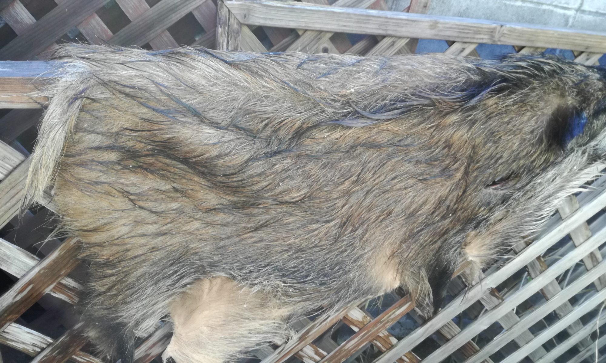 イノシシの毛皮