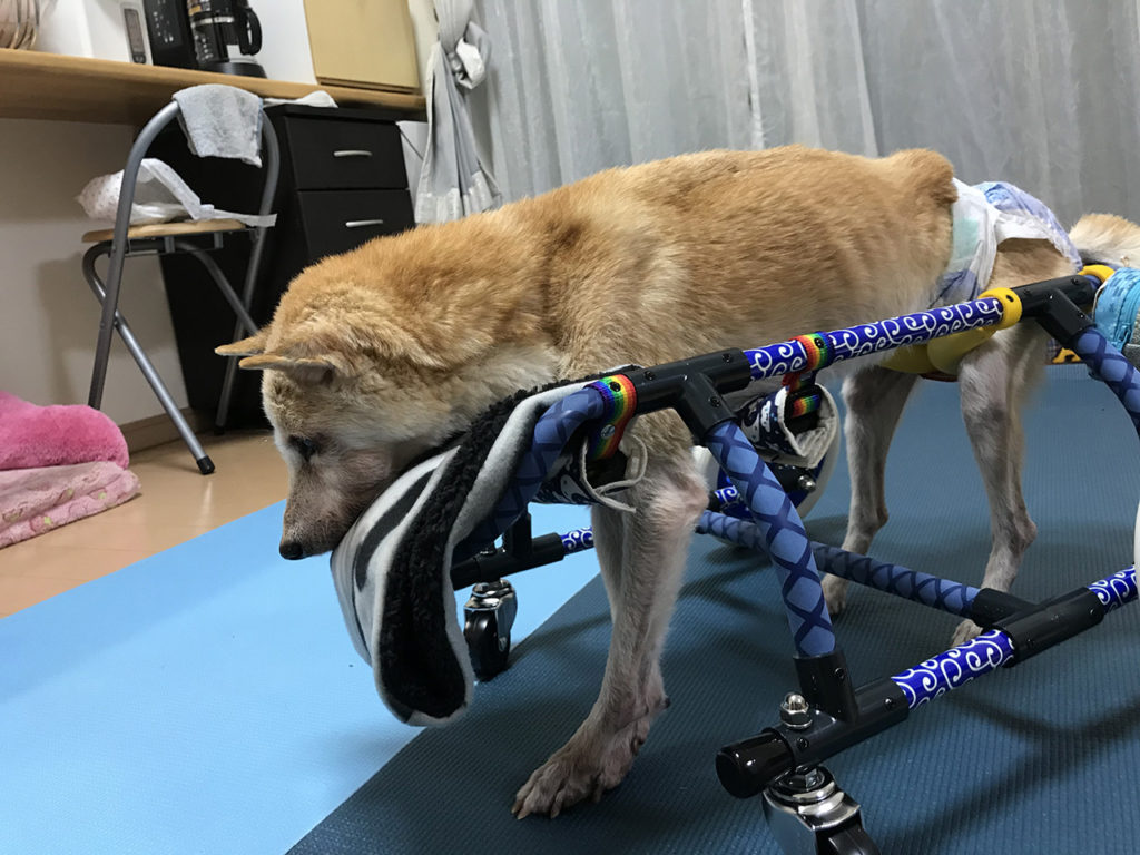 犬の車椅子 豆柴の爽透君 | 【福岡】可愛い犬用車椅子