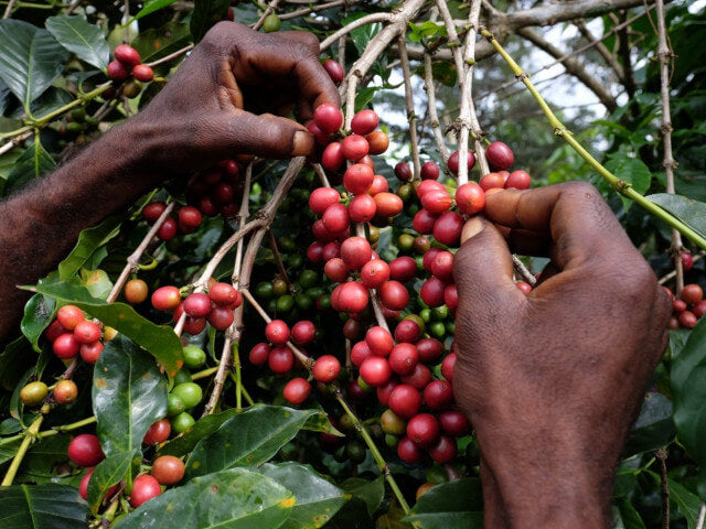 初の取り扱いとなるパプアニューギニアのコーヒー、「ボカ」 – LIGHT