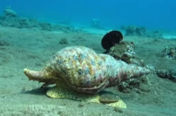 世界最大の巻き貝って見たことある？ - ライブドアニュース