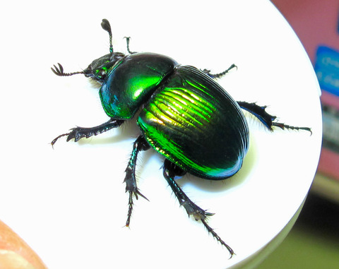 標本 オオセンチコガネ10頭、ルリセンチコガネ36頭、ミドリセンチ