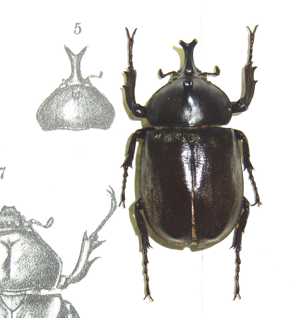 今日の昆虫282（ヤマトカブト模式標本＆種子島産） : 今日の昆虫