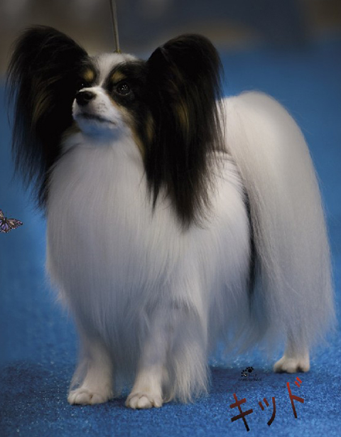 オーダー作品 パピヨン 犬 BAEZ3 オーダー作品 パピヨン 犬 BAEZ3