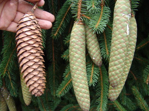 ヒマラヤスギの松ぼっくりセット