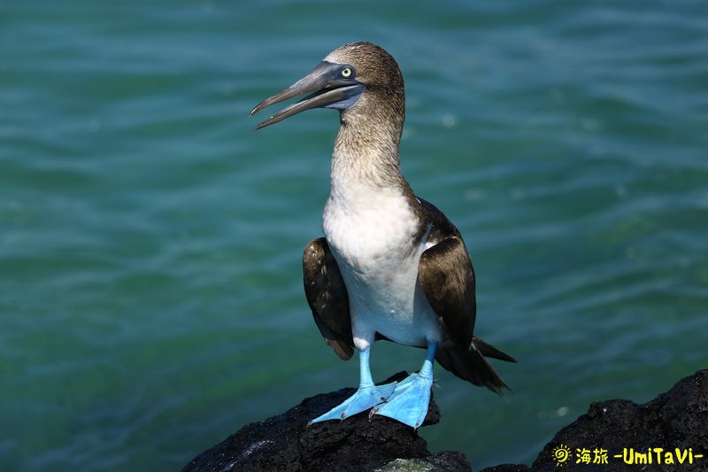 世界のお土産 ガラパゴス 木彫り アオアシカツオドリ