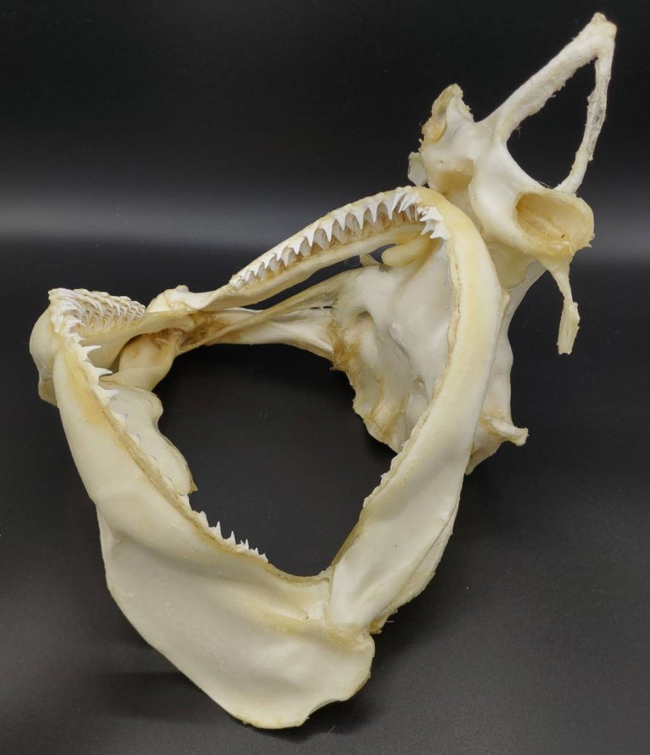 カマストガリザメ 頭骨標本 幅約29cm [Carcharhinus limbatus] Skull