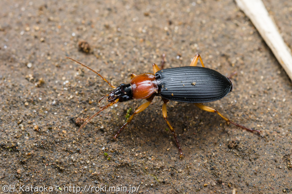 セアカヒラタゴミムシ