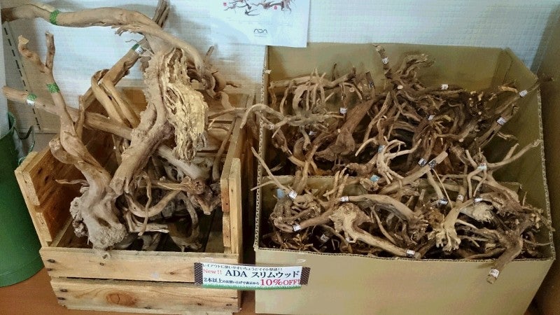 ADAスリムウッド全サイズ入荷！ | AQUA SHOP wasabi ブログ「京の