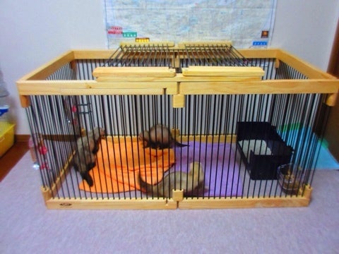 導入して分かったメディカル60サークルケージのデメリットとか | mayo