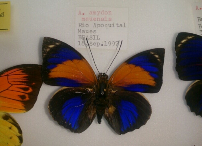 レア アグリアス ファルキドンミイロタテハ 蝶標本 ジュルチ F <1109z