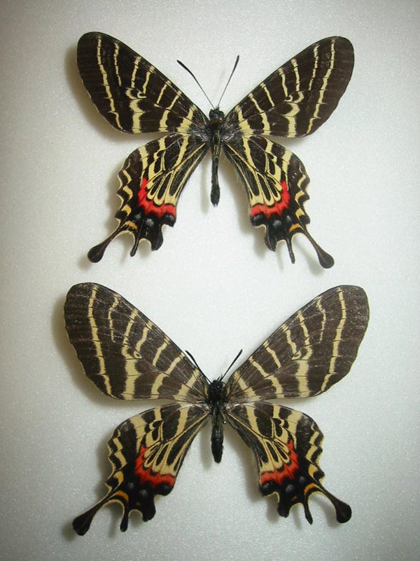 外国産蝶標本】アッコウスバ♀♂/雲南省.白馬雪山産/♀53mm♂54mm