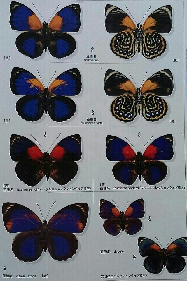ミイロタテハ ファルキドン.フルニエ 外国産 蝶標本 チョウ 【公式通販】