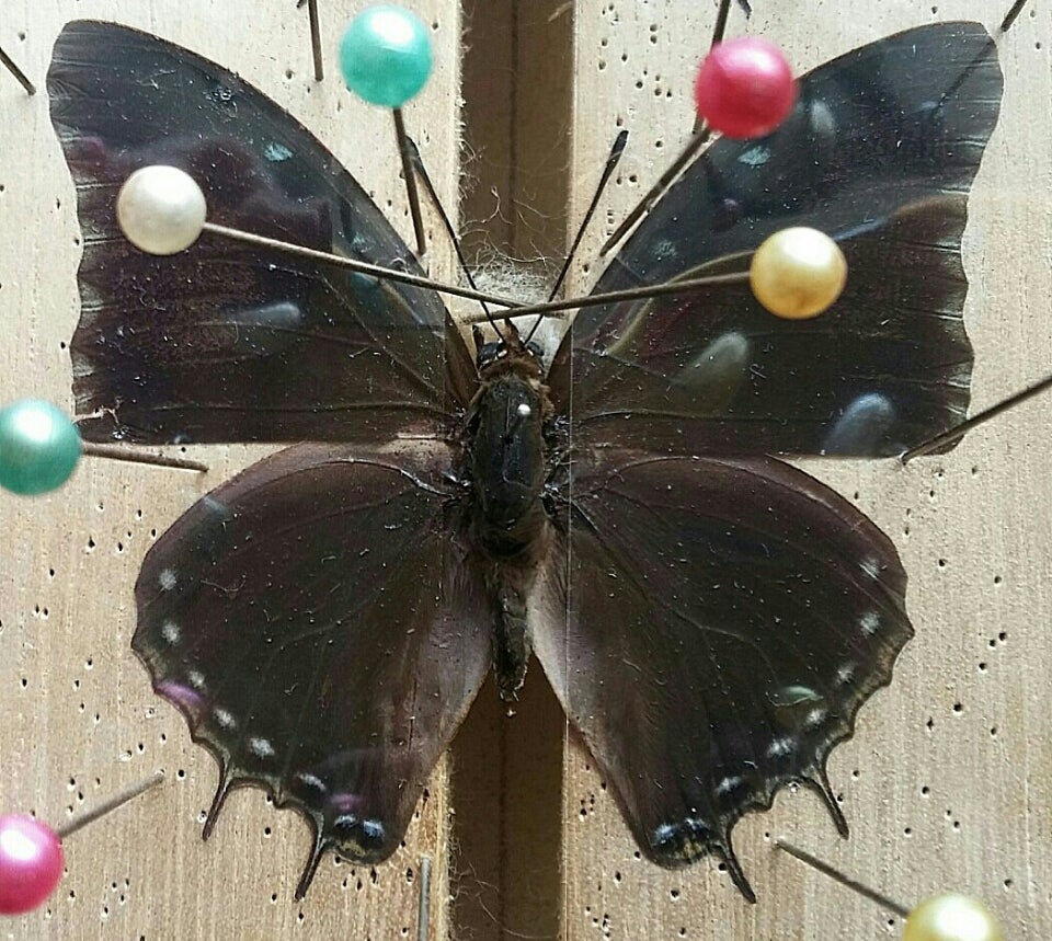 アフリカのフタオチョウ2 | 蝶に魅せられた旅人