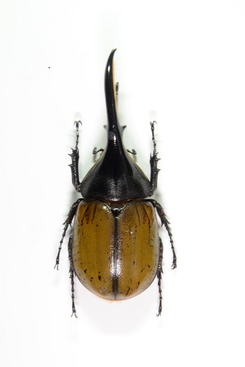 野外品が手が出なかったヘラクレス亜種 | 昆虫漂流記