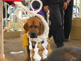 □土佐犬 闘犬用 横綱化粧まわし 一式□