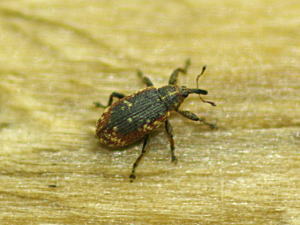 ゾウムシの仲間7