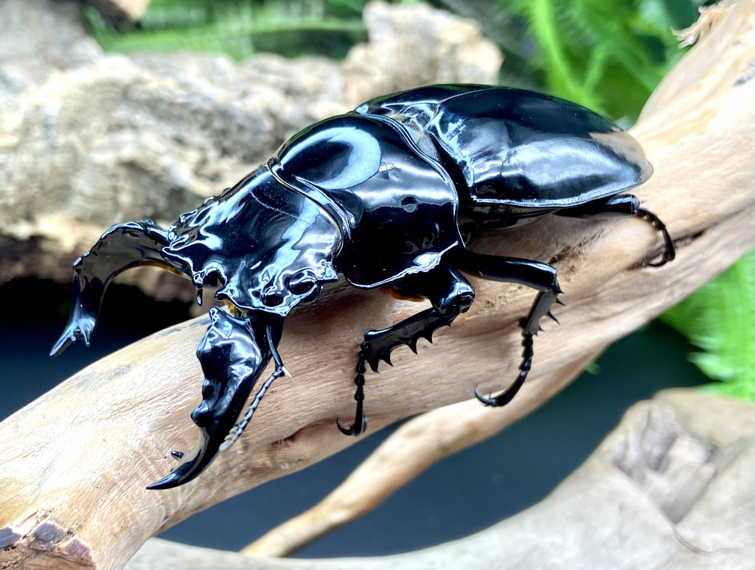 ネプチューンオオカブト タランドゥスツヤクワガタ アダー完結編