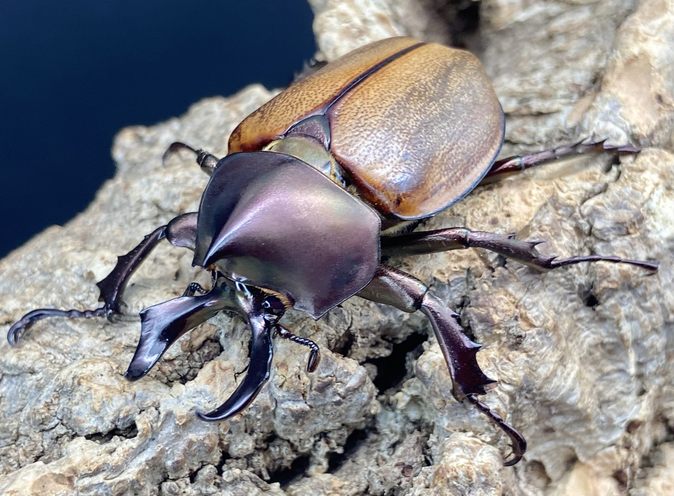 マルガリータヒナカブト 1サイクル飼育記録 | 虫ときどき蛇