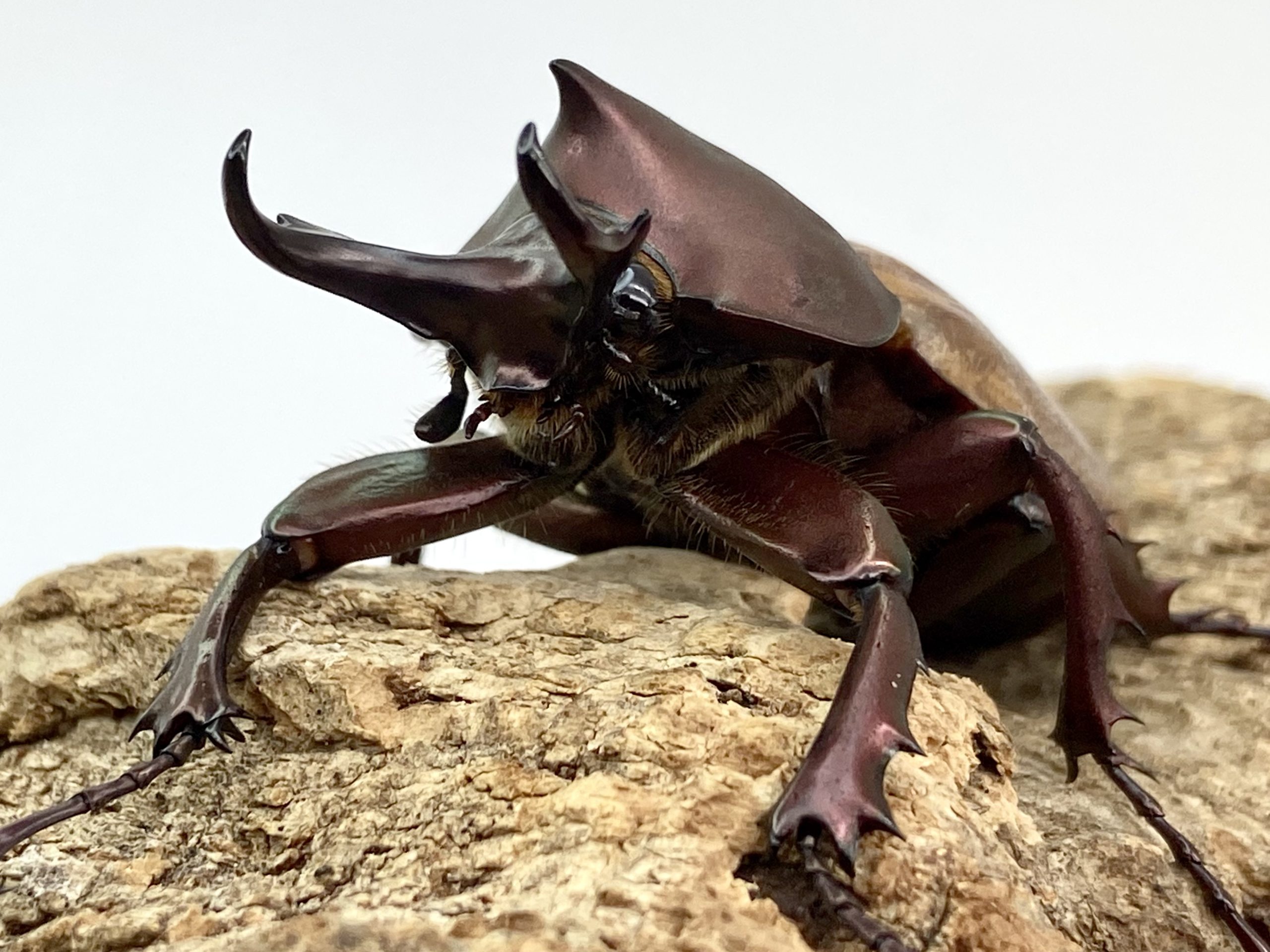 マルガリータヒナカブト 1サイクル飼育記録 | 虫ときどき蛇