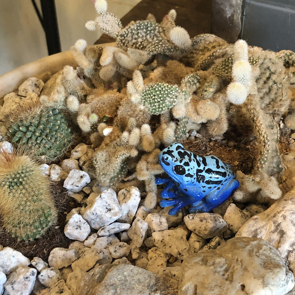 コバルトヤドクガエルのリアルな生きもの造形マグネット REPTILES MAG