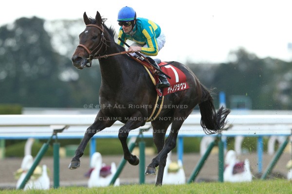 シンコウウインディ 第14回 フェブラリーステークス 6人気 1着