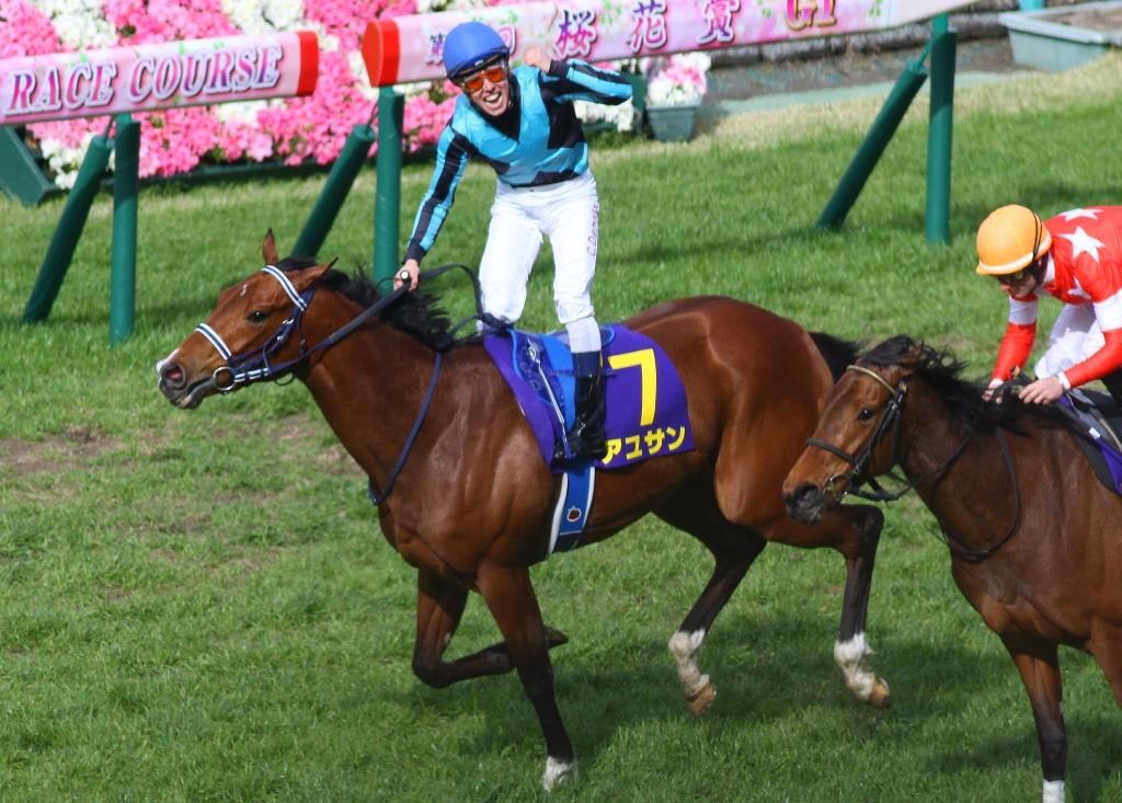 レア JRA☆新潟競馬場限定 菊花賞 キタサンブラック 馬番ゼッケン