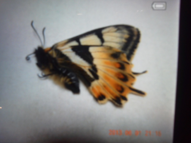 異常型・赤紋型】ギフチョウ（滋賀県・飼育品）