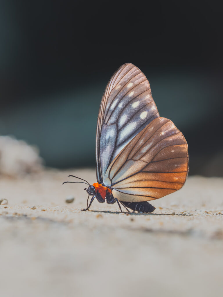 オオクビワチョウ-Calinaga sudassana - 蝶と見る世界