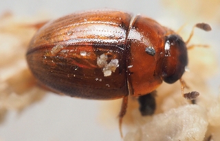 ウズベキスタン産 ゴミムシダマシ 27mm ウズベキスタン産