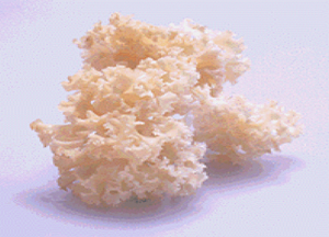 化粧品・健康食品・サプリメント｜東京バイオメディカルズ