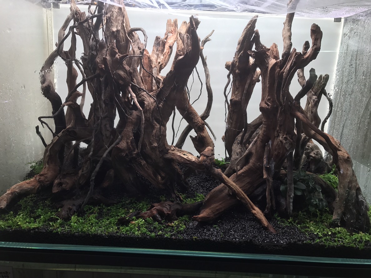 流木の量が尋常じゃない。 | Aquarium TALL MAN