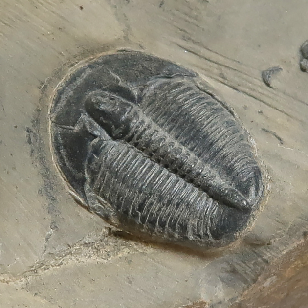 三葉虫 化石 3 三葉虫／机の上のサイエンス。Vol.43 | POPEYE Web